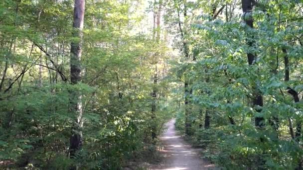 A menina corre na floresta — Vídeo de Stock