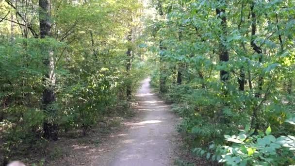 A szőke lány fut az erdőben — Stock videók