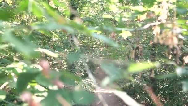 La chica corre en el bosque — Vídeo de stock