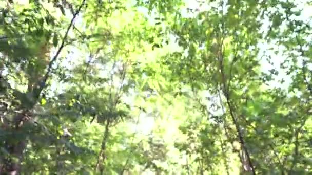 森林里的女孩训练 — 图库视频影像
