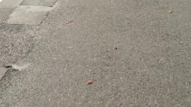 Yol İşaretleme Okları