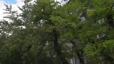 Ağaçlar ve Eski Daire Binası