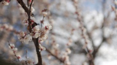 Çiçekli Sakura Şubesi