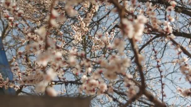 日没時に開花する桜 — ストック動画