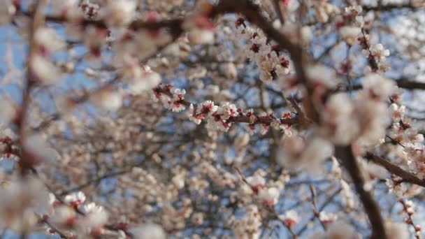 Flowering Cherry Tree — Stock Video