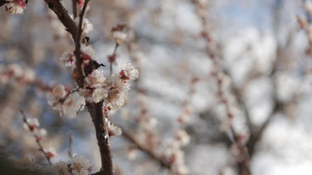 Rama floreciente de sakura — Vídeo de stock