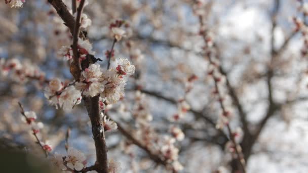 Rama de sakura con flores — Vídeo de stock