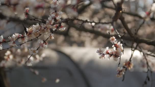 Evening Cherry Blossom — Stock Video