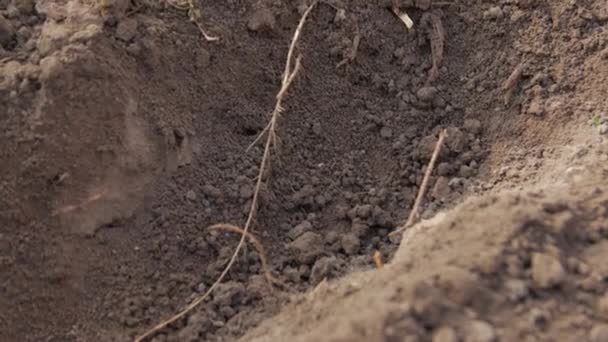 Семена сеют — стоковое видео