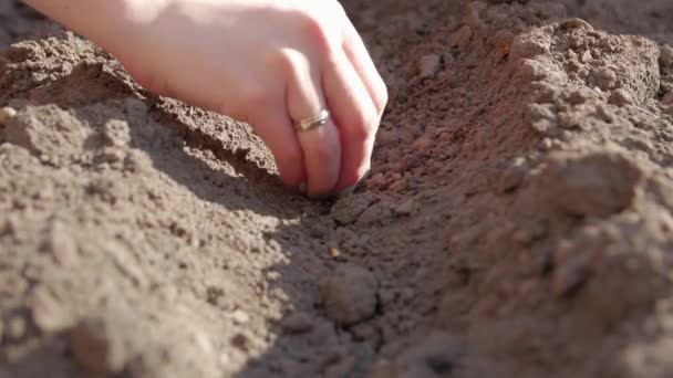 Hands Planted A Bulb — Stock Video