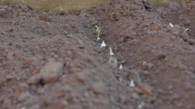 Bahçedeki beyaz soğan