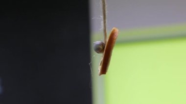 Kurumuş Portakal Dekorasyonu