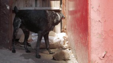 Köpek havlar kirpi