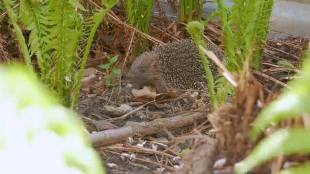 Los animales cazan en el jardín — Vídeo de stock