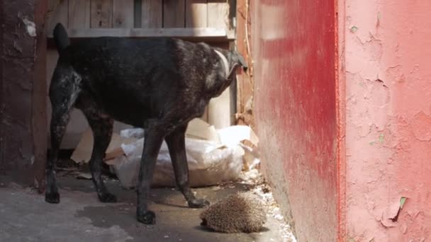 Собака гавкає їжака — стокове відео