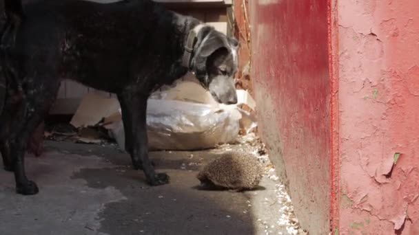 Hund beißt Igel — Stockvideo