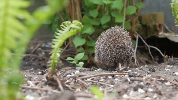 Hedgehog Animal no jardim — Vídeo de Stock