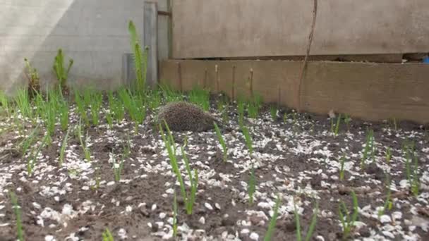 Caça aos animais POV — Vídeo de Stock