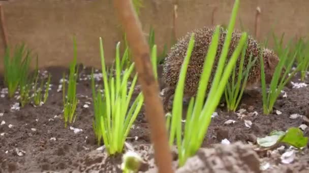 Garden And The Hedgehog — Stock Video