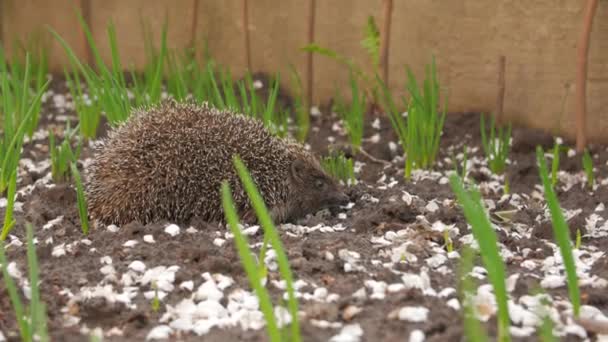 Hedgehog animal no jardim — Vídeo de Stock