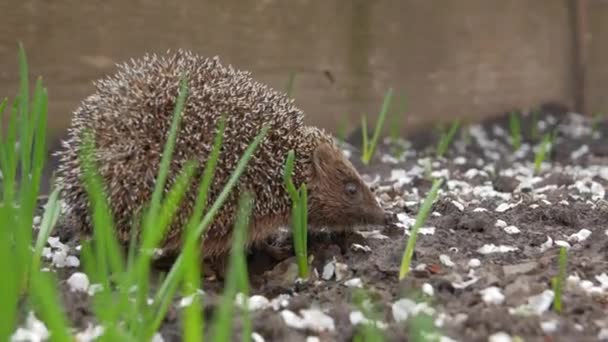 Igel im Gras — Stockvideo