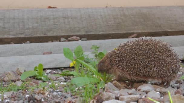 Hedgehog caminha no jardim — Vídeo de Stock