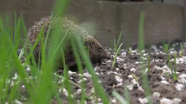 Ouriço na grama verde — Vídeo de Stock
