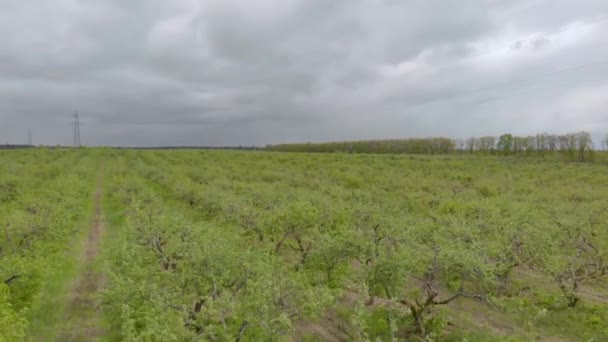 Orchards Vista aerea — Video Stock