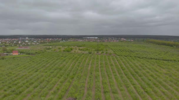 Orchards View Aerial — Stock Video