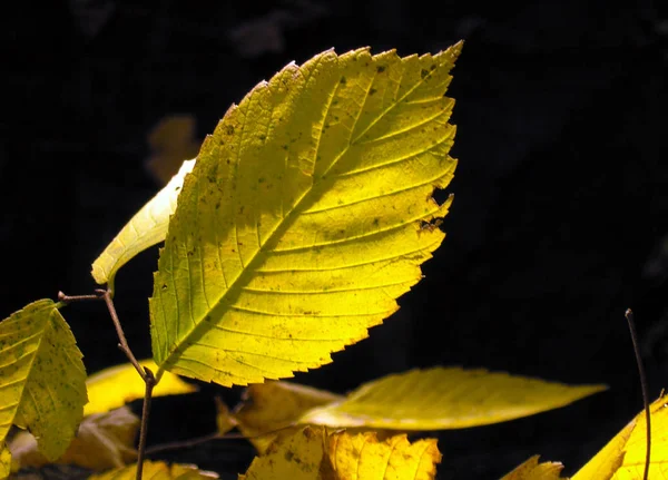 Yellow American elm leaf — Stock Photo, Image