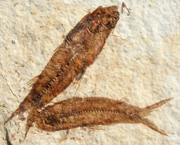 魚の化石スラブ — ストック写真