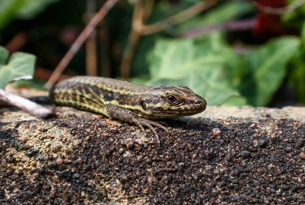 Viviparous or common lizard — Stock Photo, Image