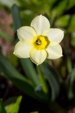 Nergis Minnow veya nergis golyan balığı