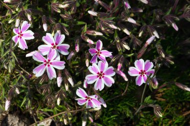 Pembe ve beyaz phlox subulata