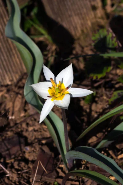 Tulipa turkestanica o tulipano del Turkestan — Foto Stock