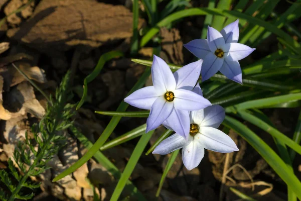 Ipheion uniflorum o fiore stellato primaverile — Foto Stock