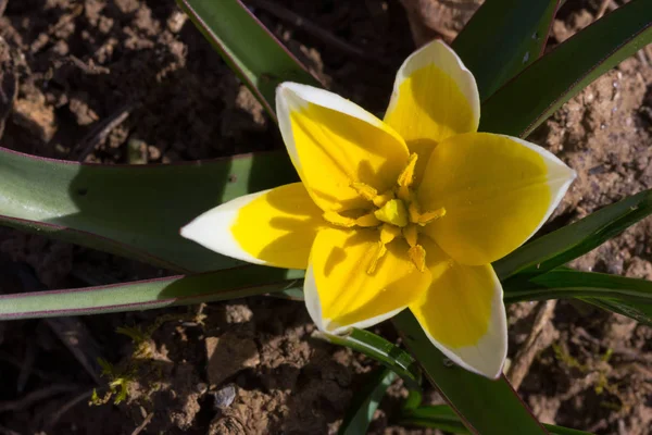 Tulipa tarda o tulipano tardivo — Foto Stock