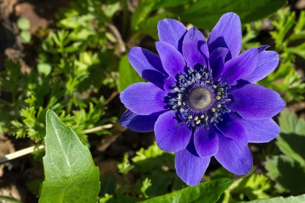 Anemone coronaria o anemone di papavero — Foto Stock