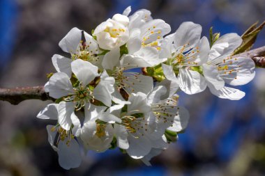 Çiçek açmış kiraz ağacı