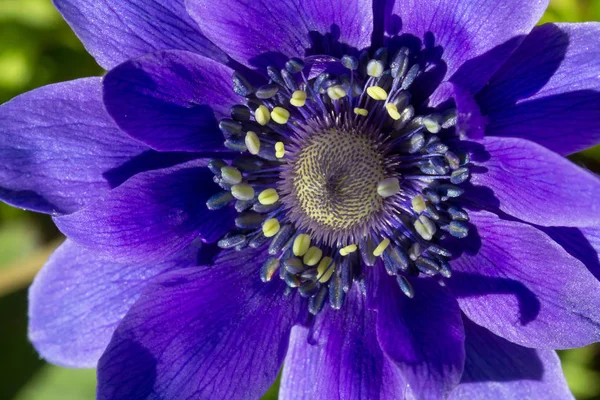 Anemone coronaria o anemone di papavero — Foto Stock