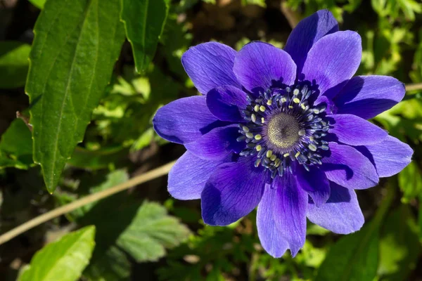 Anemone coronaria o anemone di papavero — Foto Stock