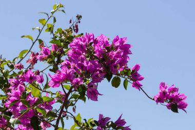 Begonvil spectabilis ile pembe çiçekler