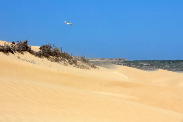 Spiaggia Essaouira Marocco Africa — Foto Stock