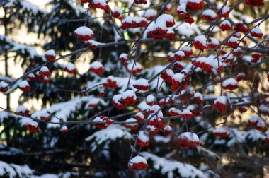 Rowan. Pervomayskiy Park, Novosibirsk