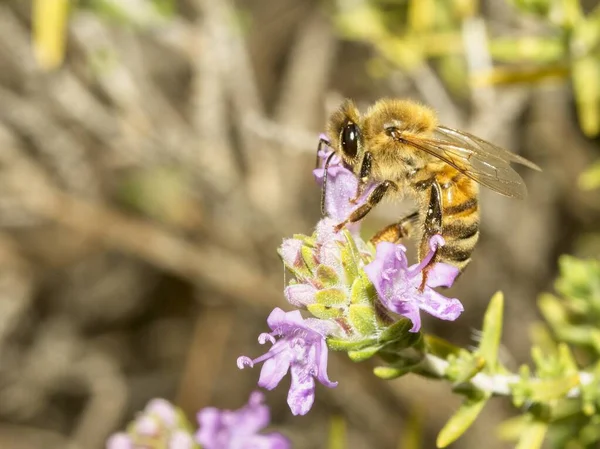 Gemeine Biene Sammelt Blütenstaub Auf Der Wiese — Stockfoto