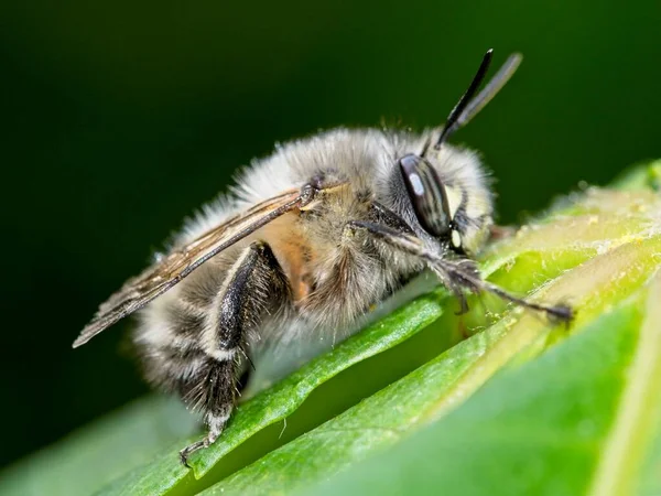 Κοινή Μέλισσα Στηρίζεται Ένα Φύλλο — Φωτογραφία Αρχείου