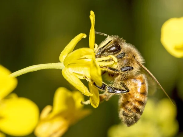 Κοινή Μέλισσα Συλλέγει Γύρη Από Λουλούδια Ένα Λιβάδι — Φωτογραφία Αρχείου
