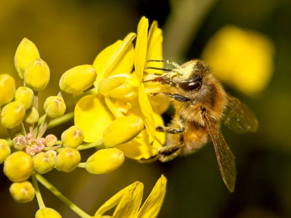 Звичайна Бджола Збирає Пилок Квітів Лузі — стокове фото