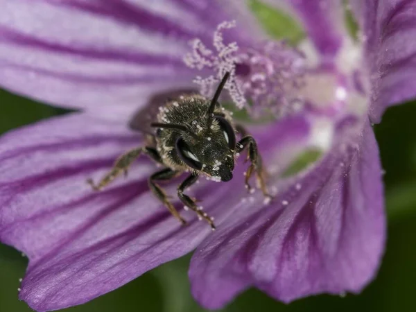 Abelha Comum Coleta Pólen Flores Prado — Fotografia de Stock