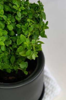 seçici odak, taze saksı Basil Bush